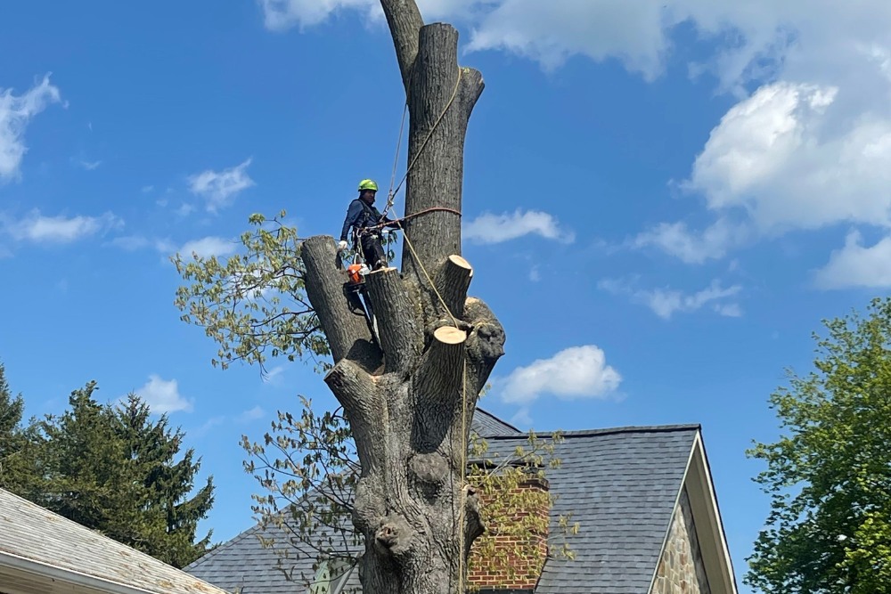 Tree Health & Cabling