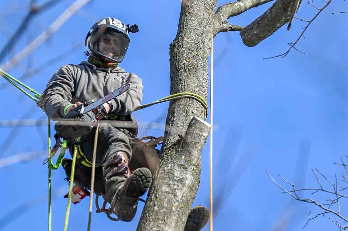 Tree Trimming & Pruning