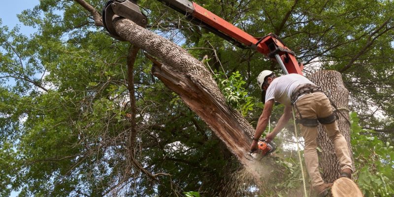 Emergency Tree Service
